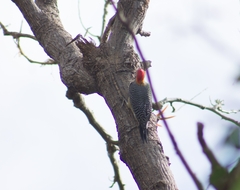 Melanerpes aurifrons