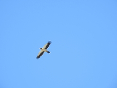 Daptrius albogularis