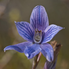 Thelymitra cyanea