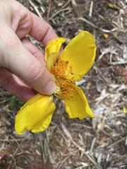 Cochlospermum