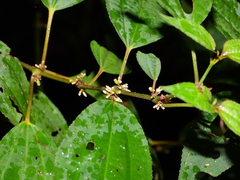 Clidemia minutiflora