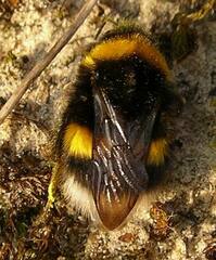 Bombus