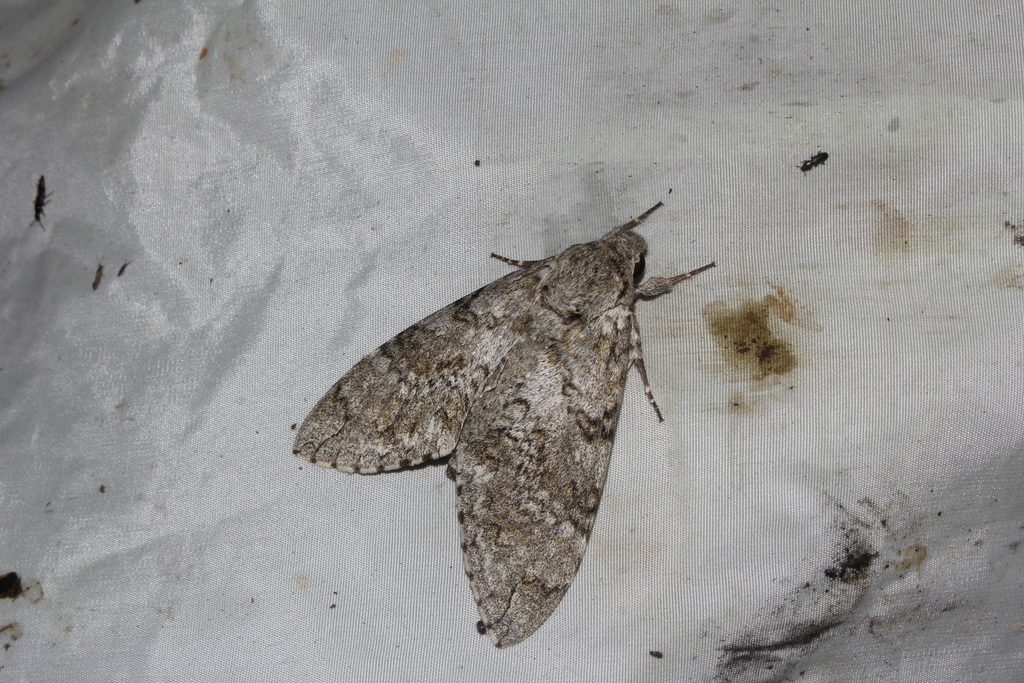 Manduca lanuginosa