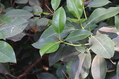 Rhizophora apiculata