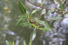 Avicennia alba