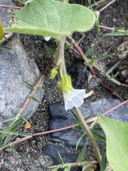 Ipomoea biflora