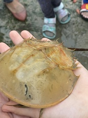 Carcinoscorpius rotundicauda