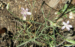 Stephanomeria tenuifolia