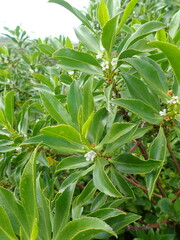 Myoporum insulare