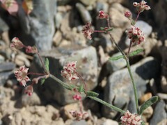 Eriogonum maculatum