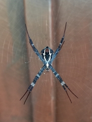 Argiope aetherea
