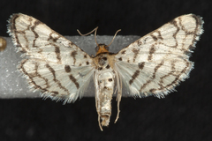 Hileithia rehamalis
