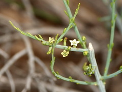 Lacomucinaea lineata