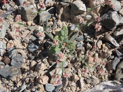 Eriogonum maculatum