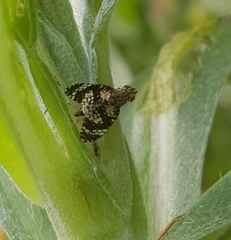 Austrotephritis fuscata