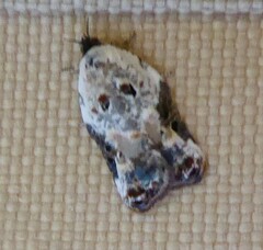 Acleris nivisellana