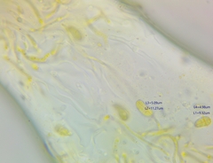 Dacrymyces minor