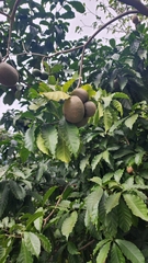 Tabernaemontana donnell-smithii