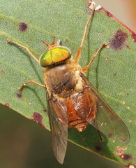 Scaptia