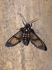 Cosmosoma xanthosticta