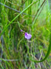 Utricularia dichotoma