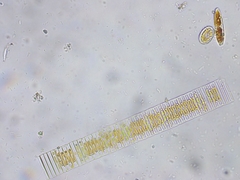 Fragilaria