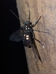 Cosmosoma xanthosticta