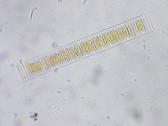 Fragilaria