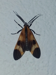 Dycladia