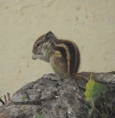 Funambulus pennantii