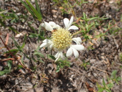 Gaillardia aestivalis winkleri