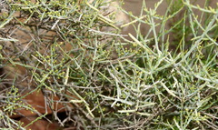 Lacomucinaea lineata