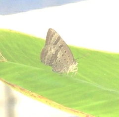 Arhopala eupolis