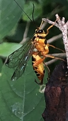 Echthromorpha agrestoria