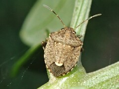 Kalkadoona truncatella