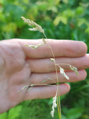 Poa angustifolia