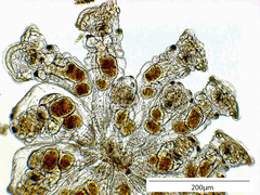 Sinantherina socialis