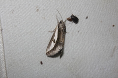 Euscirrhopterus poeyi