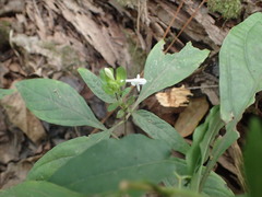 Yeatesia viridiflora