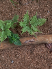 Tectaria devexa