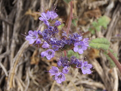 Phacelia crenulata crenulata