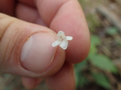 Yeatesia viridiflora