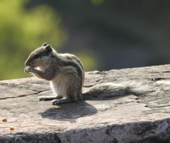 Funambulus pennantii