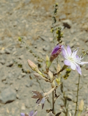 Malesherbia linearifolia