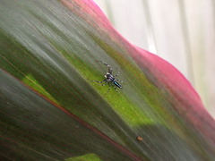 Cosmophasis thalassina