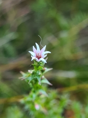 Sprengelia incarnata