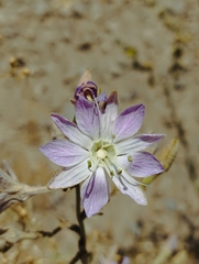 Malesherbia linearifolia