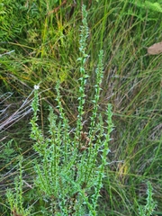 Sprengelia incarnata