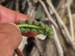 Phacelia crenulata crenulata