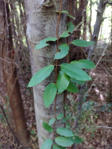 Hydrangea serratifolia, photograph 6